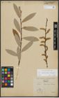 Foto von Salix appendiculata Vill. x Salix eleagnos Scop.